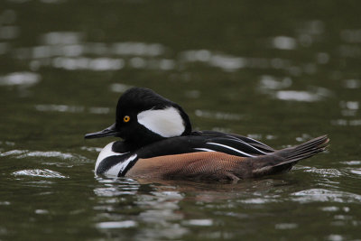 Hooded Merganser