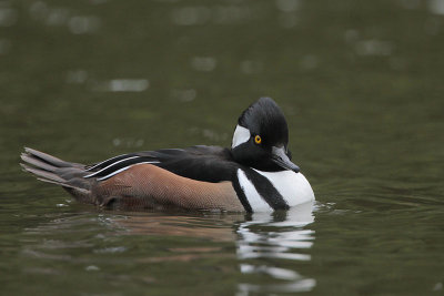 Hooded Merganser