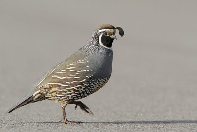 Winter Birding in California 12-17-2012