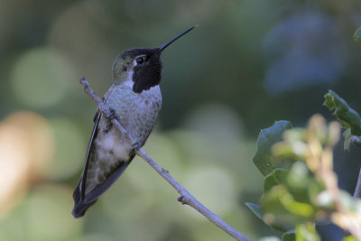 Annas Hummingbird