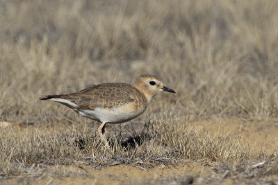 Mountain Plover