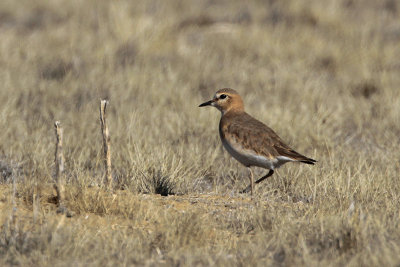 Mountain Plover