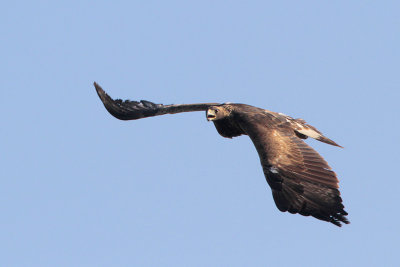 Golden Eagle