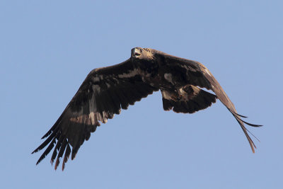 Golden Eagle