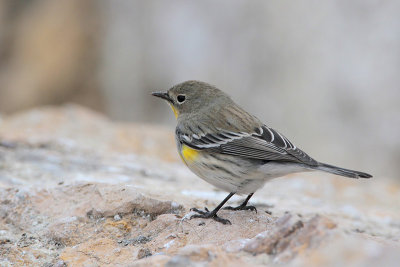 Yellow-rumped Warbler