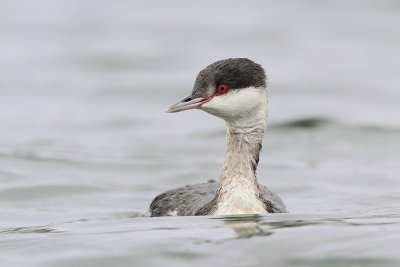 Horned Grebe