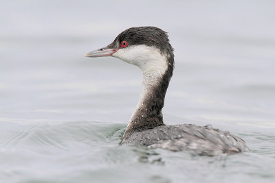 Horned Grebe