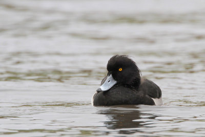 Tufted Duck