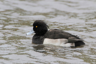 Tufted Duck