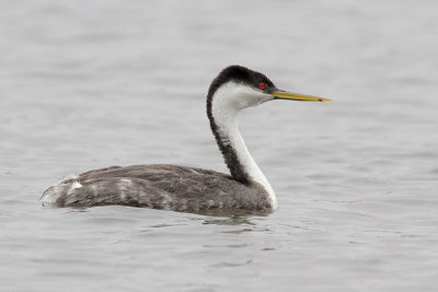 Western Grebe