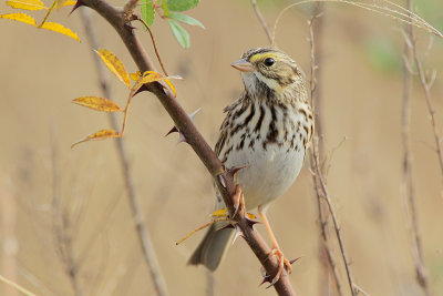 Savannah Sparrow