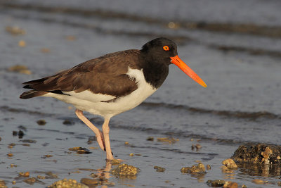 American Oystercatcher