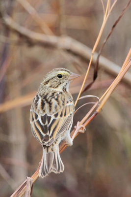 Savannah Sparrow