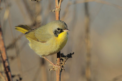 Common Yellowthroat