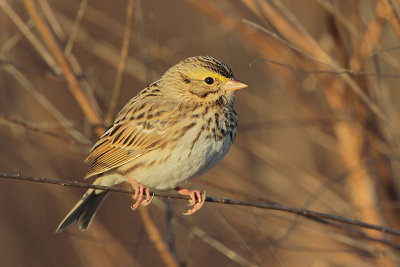 Savannah Sparrow