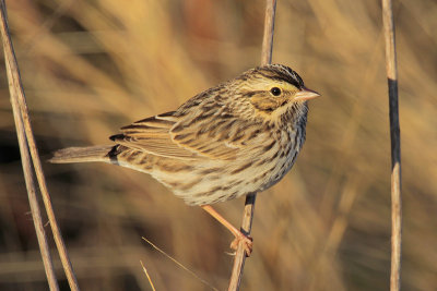 Savannah Sparrow