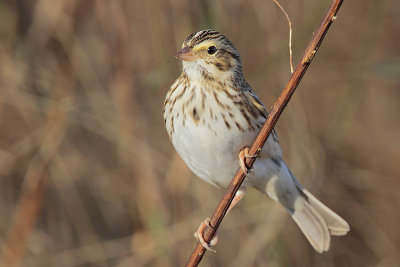 Savannah Sparrow