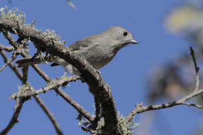 Oak Titmouse