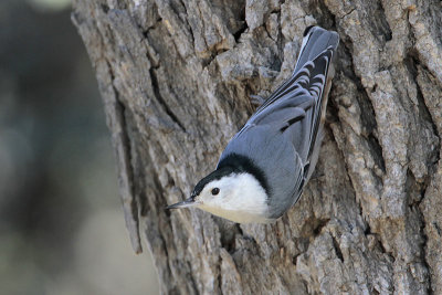 White-breasted Nuthatch