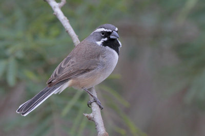 Black-throated Sparrow