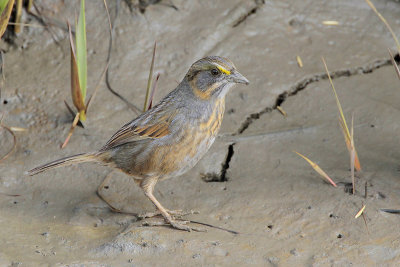 Seaside Sparrow