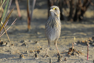 Seaside Sparrow