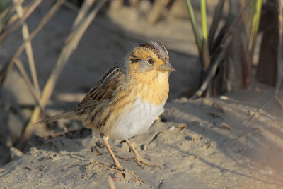 Nelson's Sparrow