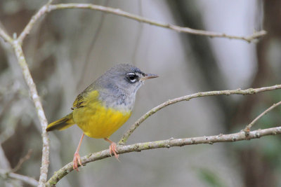 MacGillivray's Warbler