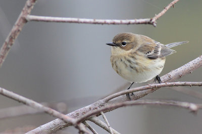 Yellow-rumped Warbler