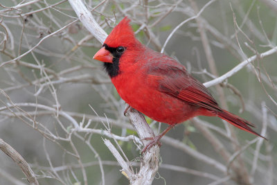 Northern Cardinal