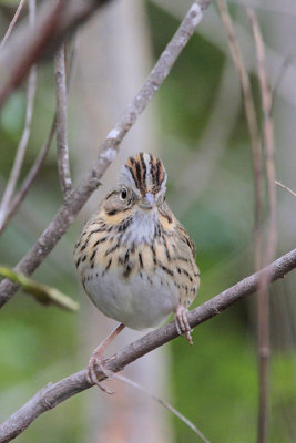 Lincoln's Sparrow