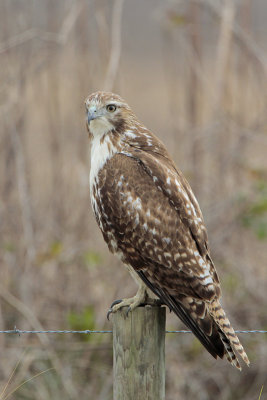 Red-tailed Hawk