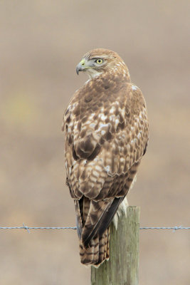 Red-tailed Hawk