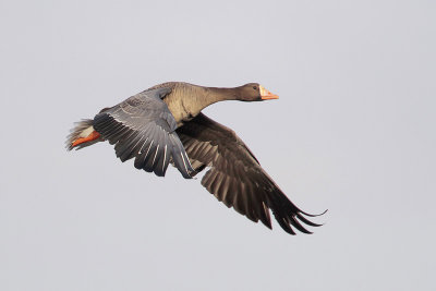 Greater White-fronted Goose