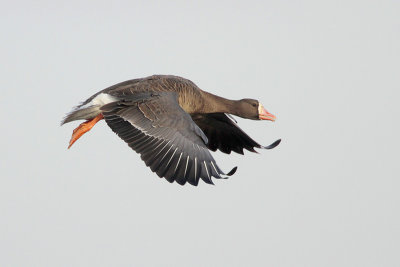 Greater White-fronted Goose