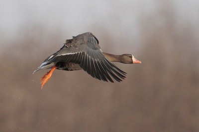 Greater White-fronted Goose