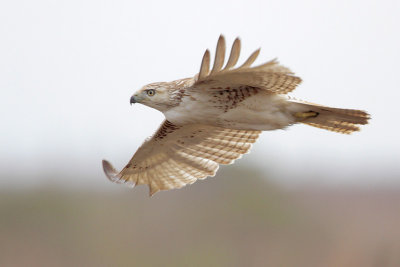 Red-tailed Hawk