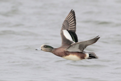 American Wigeon