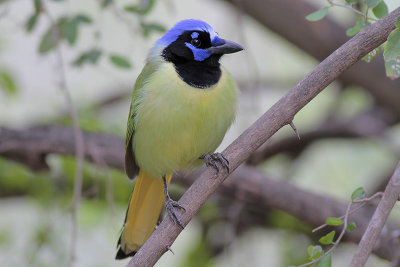 Green Jay