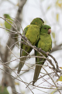 Green Parakeet