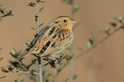 LeConte's Sparrow