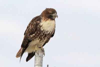 Red-tailed Hawk