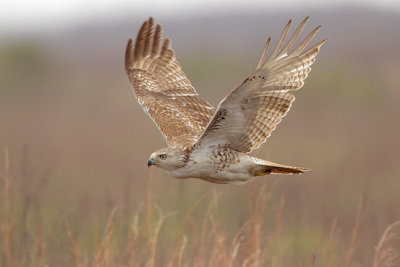 Red-tailed Hawk