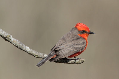 Vermilion Flycatcher