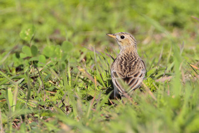 Sprague's Pipit