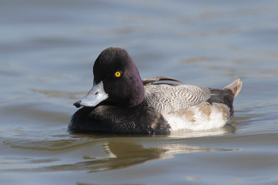 Lesser Scaup