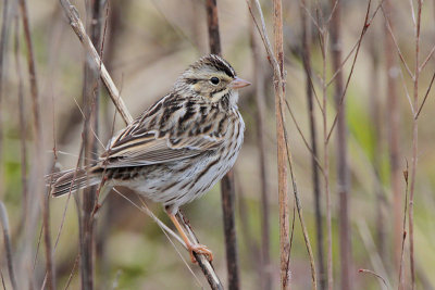 Savannah Sparrow