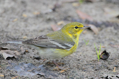 Pine Warbler