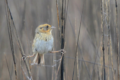 Nelson's Sparrow