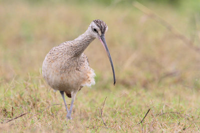 Long-billed Curlew